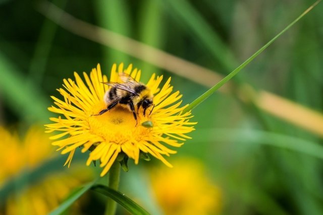 Томские ученые планируют разработку роботов-пчел. Они будут опылять растения вместо настоящих!