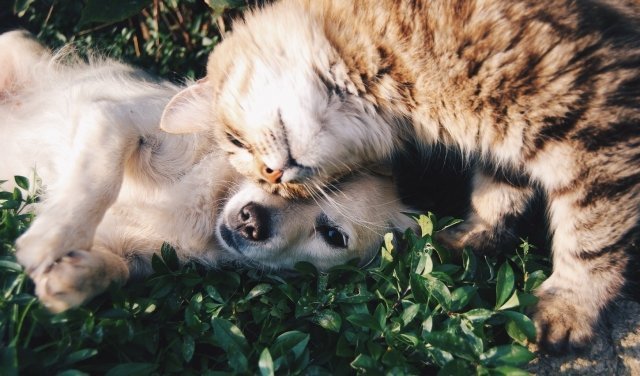 19 августа библиотека имени Пушкина и фонд помощи животным будут отдавать котов и собак в добрые руки