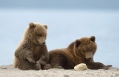 Медведи Камчатки. Начало жизни