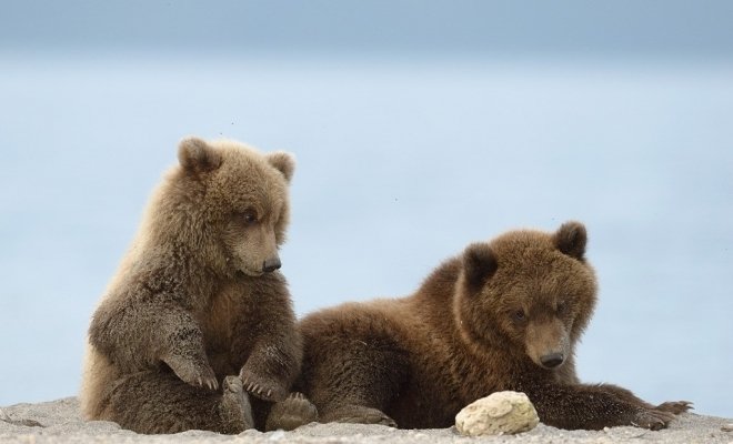 Медведи Камчатки