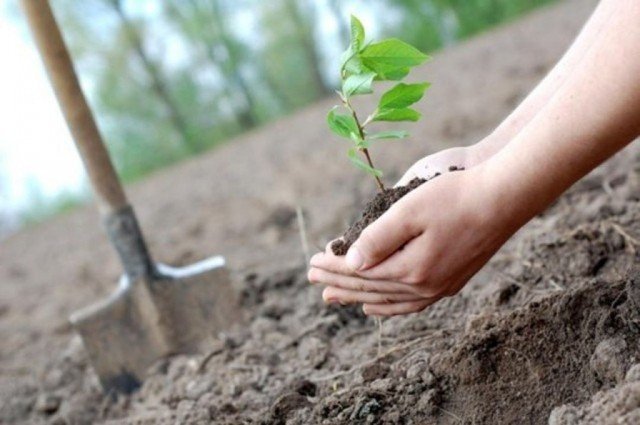 Скоро в Сургуте: акция «Единый день посадки саженцев деревьев» 2018