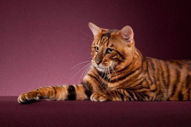 В Златоусте появились мини-тигр и инопланетная кошка