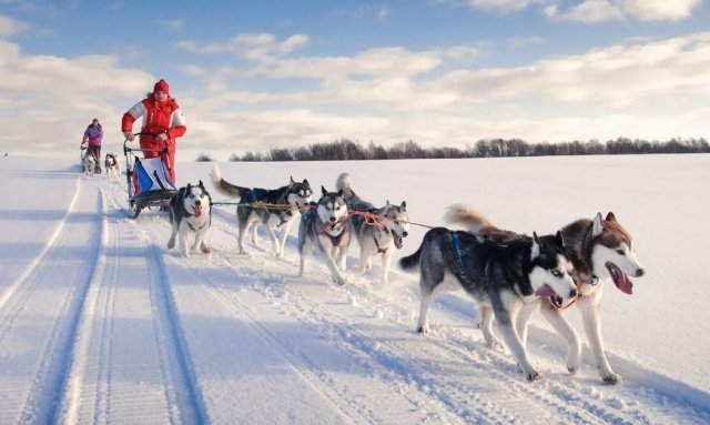 В Дании собачьи упряжки стали официальным видом транспорта
