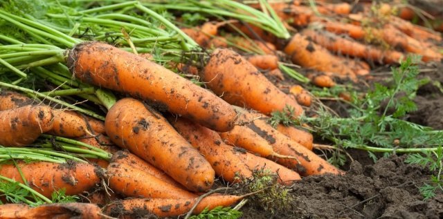 В Астраханской области итальянские фермеры планируют производить чеснок и морковь
