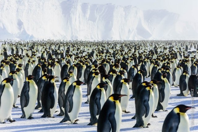Найдена «страна пингвинов»: гигантская стая находилась в изоляции три тысячи лет 