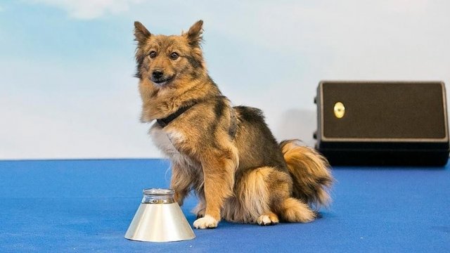 В России официально зарегистрирована новая порода собак — шалайка