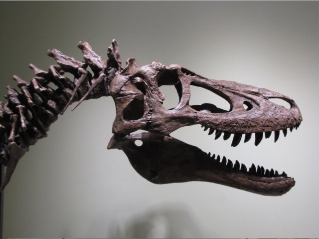 В интернете продают скелет маленького тираннозавра. Ученые против