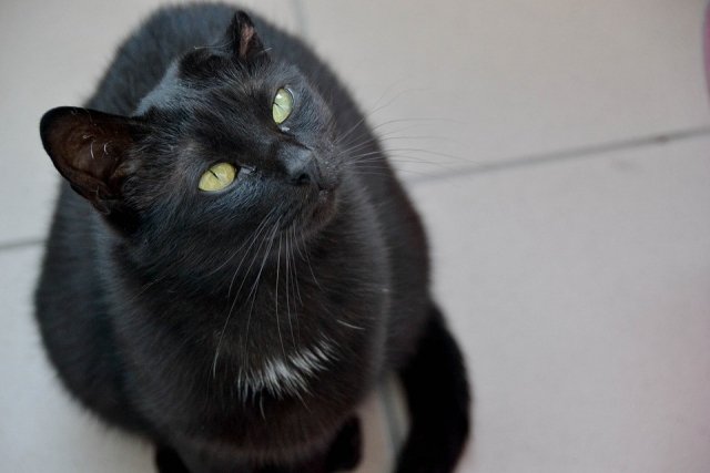 Тест: страшен ли вам чёрный кот?