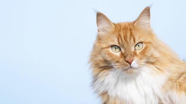 Викторина для кошатников: сможете назвать эти породы кошек?