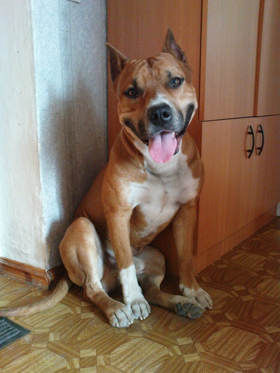 Стаффорд