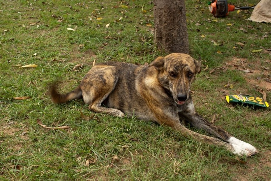 Собака в городе Дели, прислала Елена Юрисова.