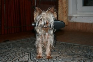 Маффин, прислал Алексей Золотарев  