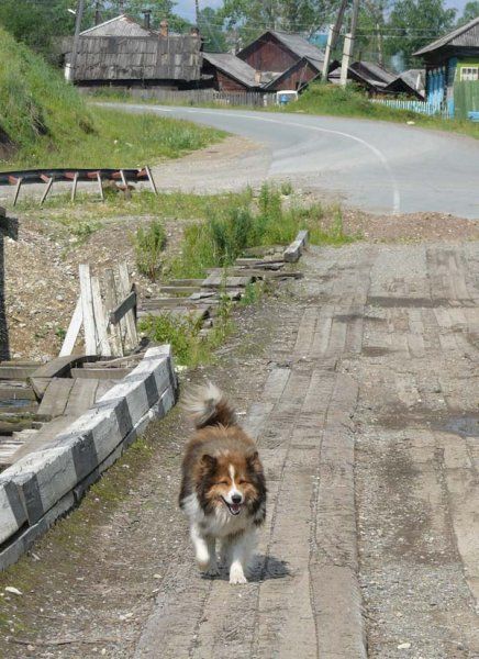 Собака из п. Выезжий лог, Манского района, фото прислал Юрий Карапец.