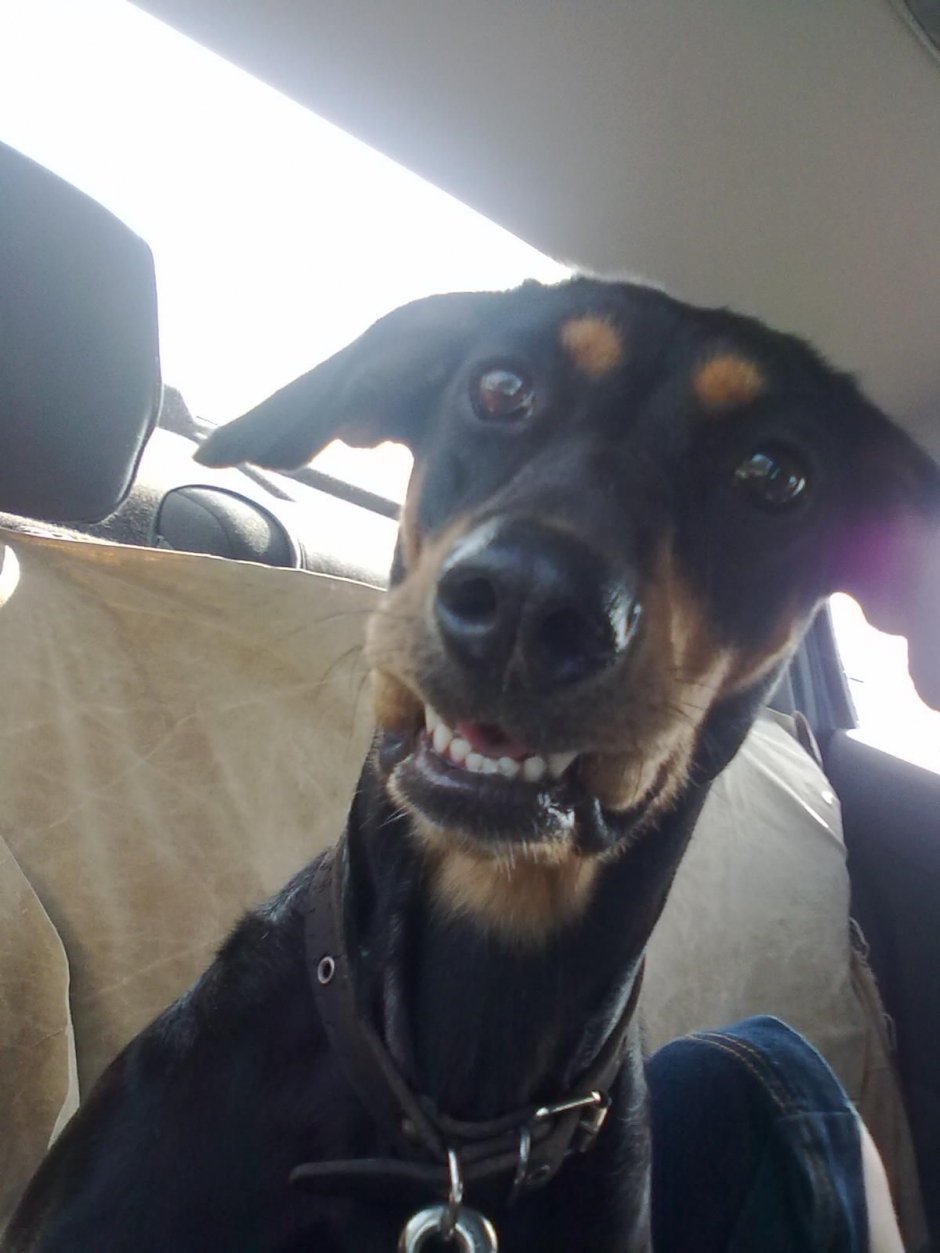 Фотоконкурс «Собака-улыбака»