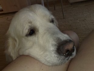 Мама, погладь! Кличка Дым, прислала Виктория Боброва