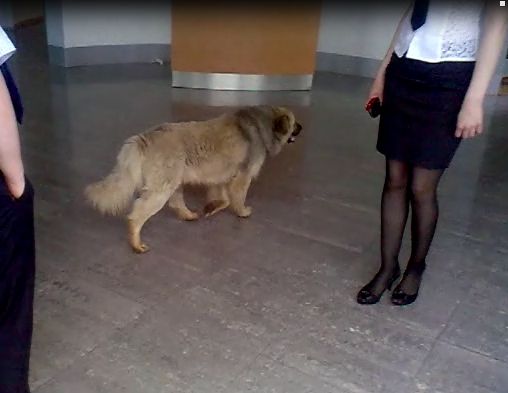 Собака в автосалоне. Автор: Айгуль Мансурова