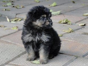 Фотоконкурс «Собака-улыбака»