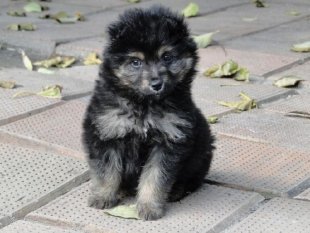 Фотоконкурс «Собака-улыбака»