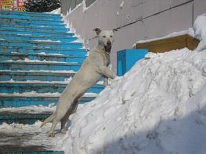 Фотоконкурс «Собака-улыбака»