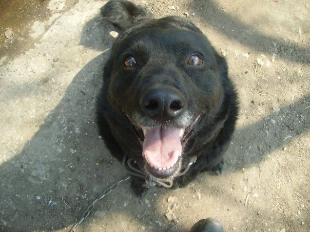 Ласка