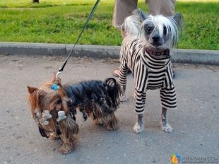 Митя и Брюс, прислала Анна Сидорова