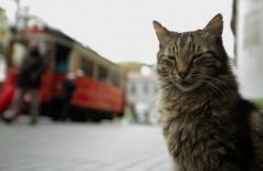 Город кошек