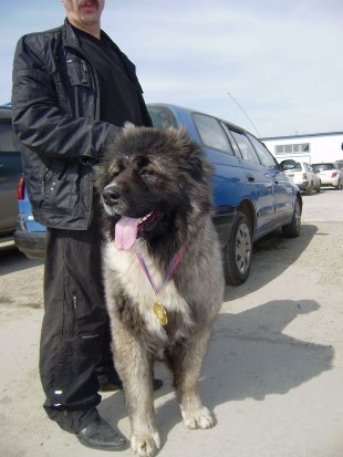 Прислала Кодяева Анастасия, собаку зовут Легенда Терьеров Тазкара, а по-домашнему Тараруся