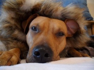 Прислала Христенко Мария, кличка собаки Кора