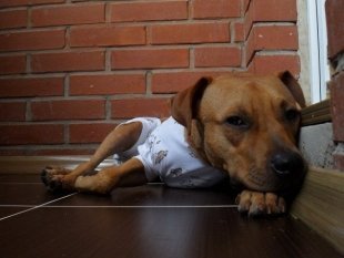 Прислала Христенко Мария, кличка собаки Кора