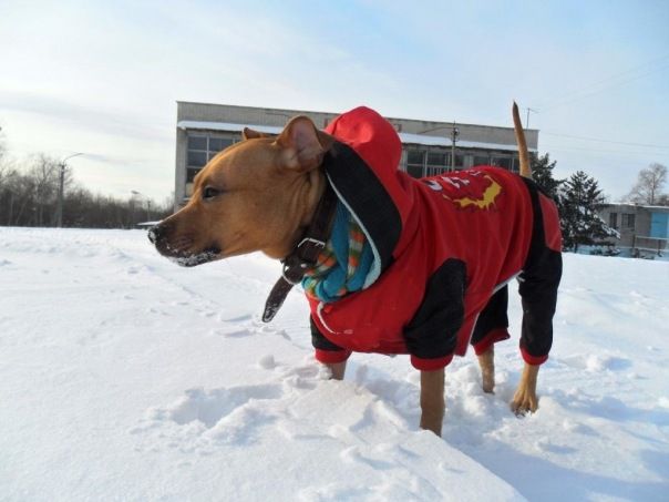 Прислала Христенко Мария, кличка собаки Кора