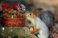 Ёлка-малышка