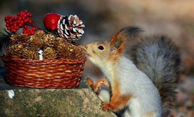 Ёлка-малышка