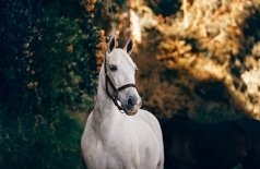 Конные прогулки по живописным местам Адлера