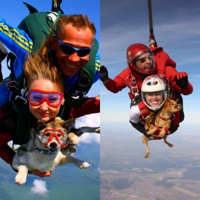 «День Авиатора» на аэродроме «Логиново» - авиашоу, собака-парашютистка, 800-метровый флаг России.