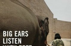 Большие уши слушают ногами