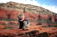 Котики