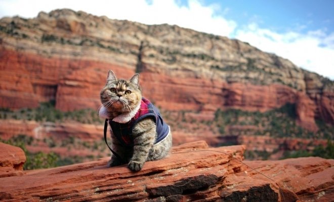 Котики