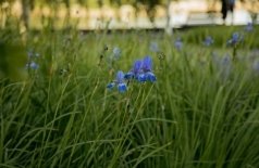 Свобода творчества в Саду трав. Музейная мастерская