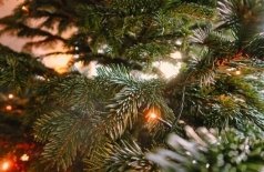 У леса на опушке