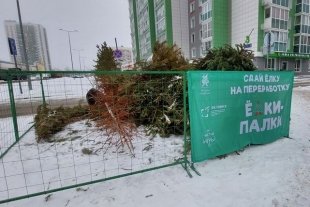 В Казани работает пункт приема новогодних елок