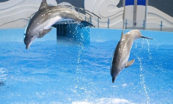 Шоу дельфинов