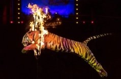 Новогодняя Феерия