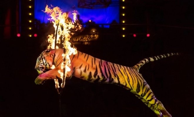 Новогодняя Феерия