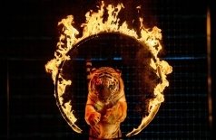 Цирк Моретти