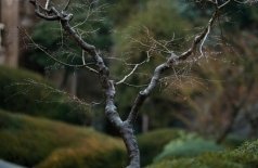 Семья в аренду