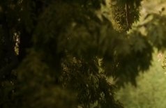 Соңғы Махаббат