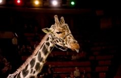 Жираф шоу