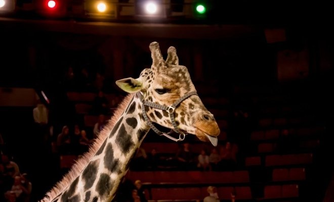 Жираф шоу
