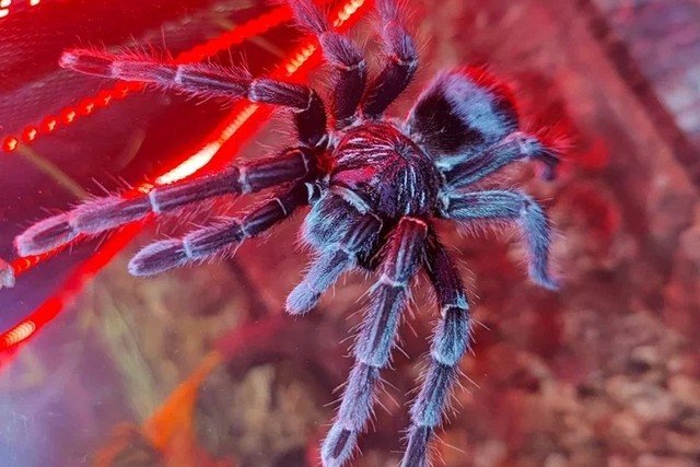 В Йошкар-Оле открывается экзотическая выставка «Мир в паутине»