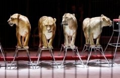 Империя львиц